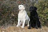 LABRADOR 1134